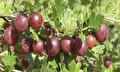 Ribes uva-Crispa Xenia (rode kruisbes)