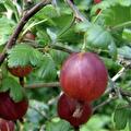 Ribes uva-Crispa Captivator (rode kruisbes)