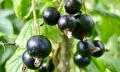 Ribes Nigrum Titania (zwarte bes)