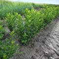Ligustrum ovalifolium (haie de troène)