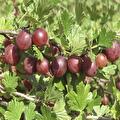 Ribes uva-Crispa Xenia (rode kruisbes)