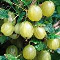 Ribes uva-Crispa Mucurinus (groene kruisbes)