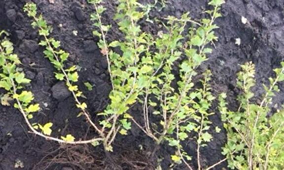 Ribes uva-crispa Whitesmith (witte kruisbes)