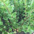 Ribes uva-Crispa Invicta (groene kruisbes)