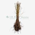 Prunus cerasifera ‘Myrobalana’
