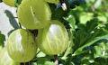 Ribes uva-Crispa Hinnonmaki gül (gele kruisbes)