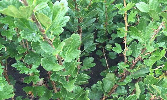 Ribes uva-Crispa Invicta (groene kruisbes)