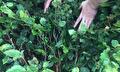Fagus Sylvatica (Bladhoudende beuk)