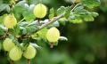 Ribes uva-Crispa Hinnonmaki grun (groene kruisbes)