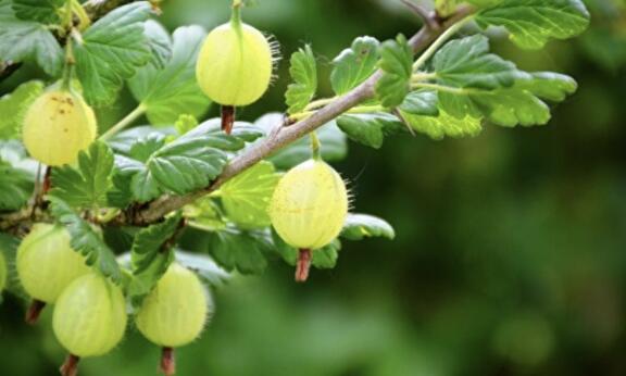 Ribes uva-Crispa Hinnonmaki grun (groene kruisbes)
