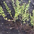 Ribes uva-crispa Whitesmith (witte kruisbes)