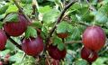 Ribes uva-Crispa Captivator (rode kruisbes)