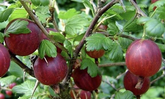 Ribes uva-Crispa Captivator (rode kruisbes)
