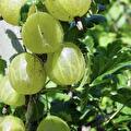 Ribes uva-Crispa Hinnonmaki gül (gele kruisbes)