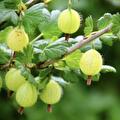 Ribes uva-Crispa Hinnonmaki grun (groene kruisbes)
