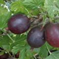 Ribes uva-crispa Achilles (groseille à maquereau rouge)