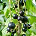 Ribes Nigrum Titania (schwarze Johannisbeere)  