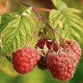 Rubus idaeus (framboos)