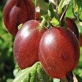 Ribes uva-Crispa Whinhams Industry (rode kruisbes)