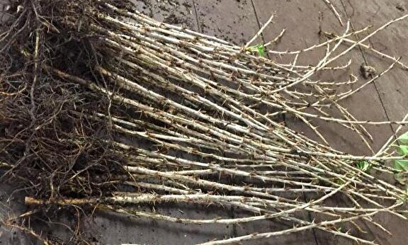 Bewortelde stek Ribes uva-Crispa