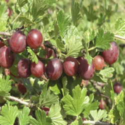 Ribes uva-Crispa Xenia (rode kruisbes)