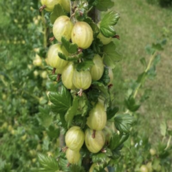 Ribes uva-Crispa Invicta