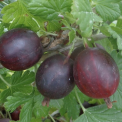 Ribes uva-Crispa Achilles